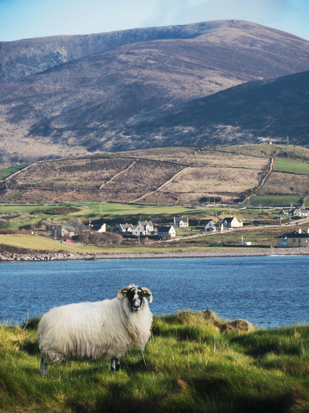 A sheep standing in the Ring of Kerry in Ireland
