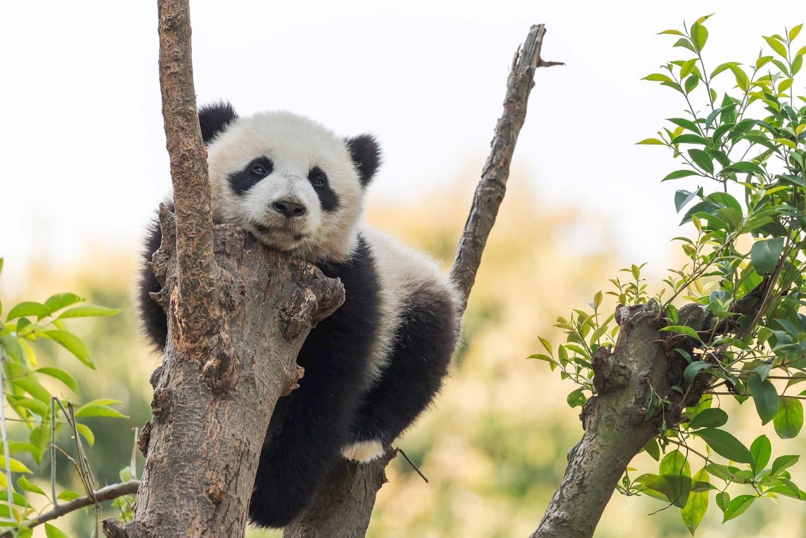 Panda Cub in trees on a sunny day, Chengdu, China