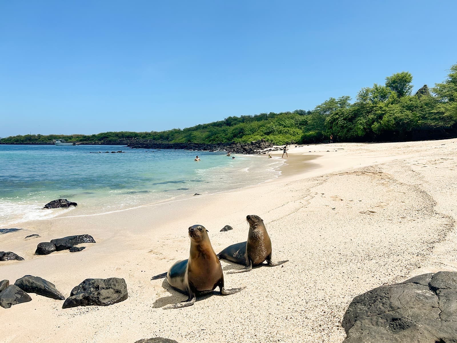 Two seals lying on the beach on San Cristobal Island, Ecuador