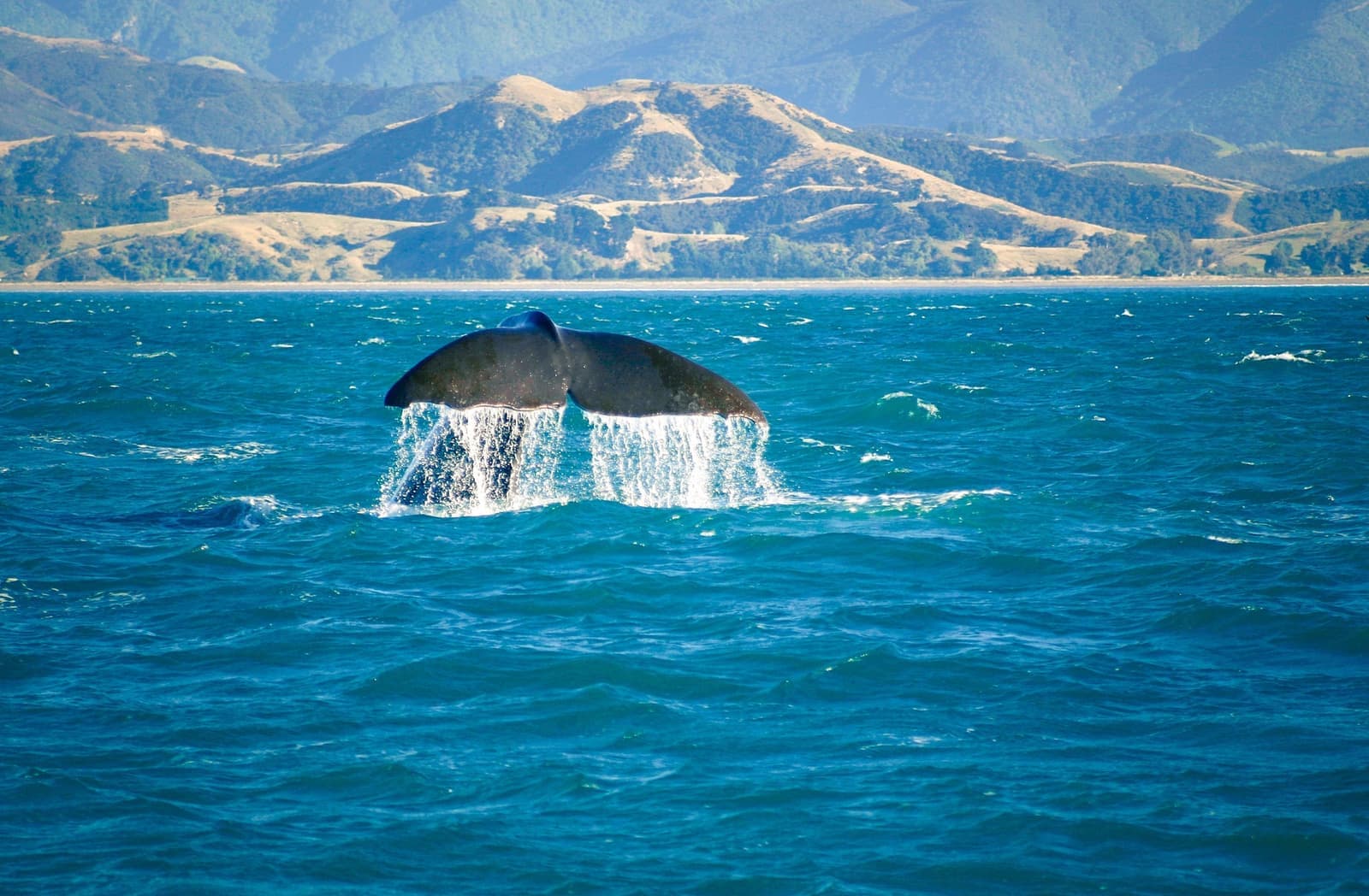 Whale With Tail Breaching Water, Kaikoura, New Zealand