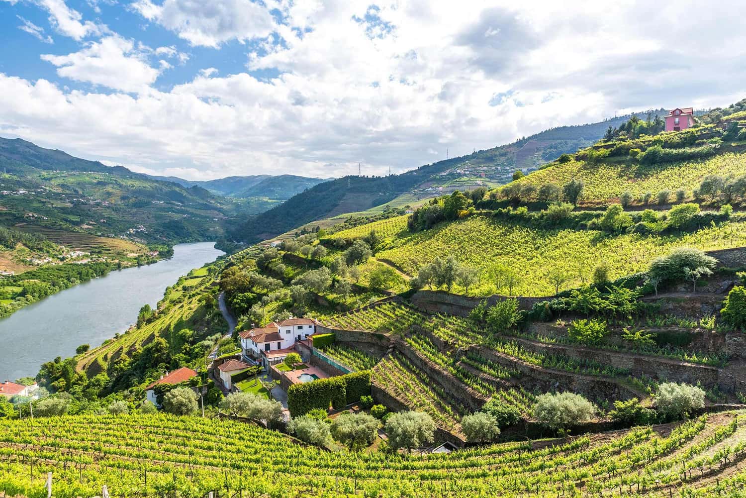 A scenic view of the vineyards of the Douro Valley in Portugal