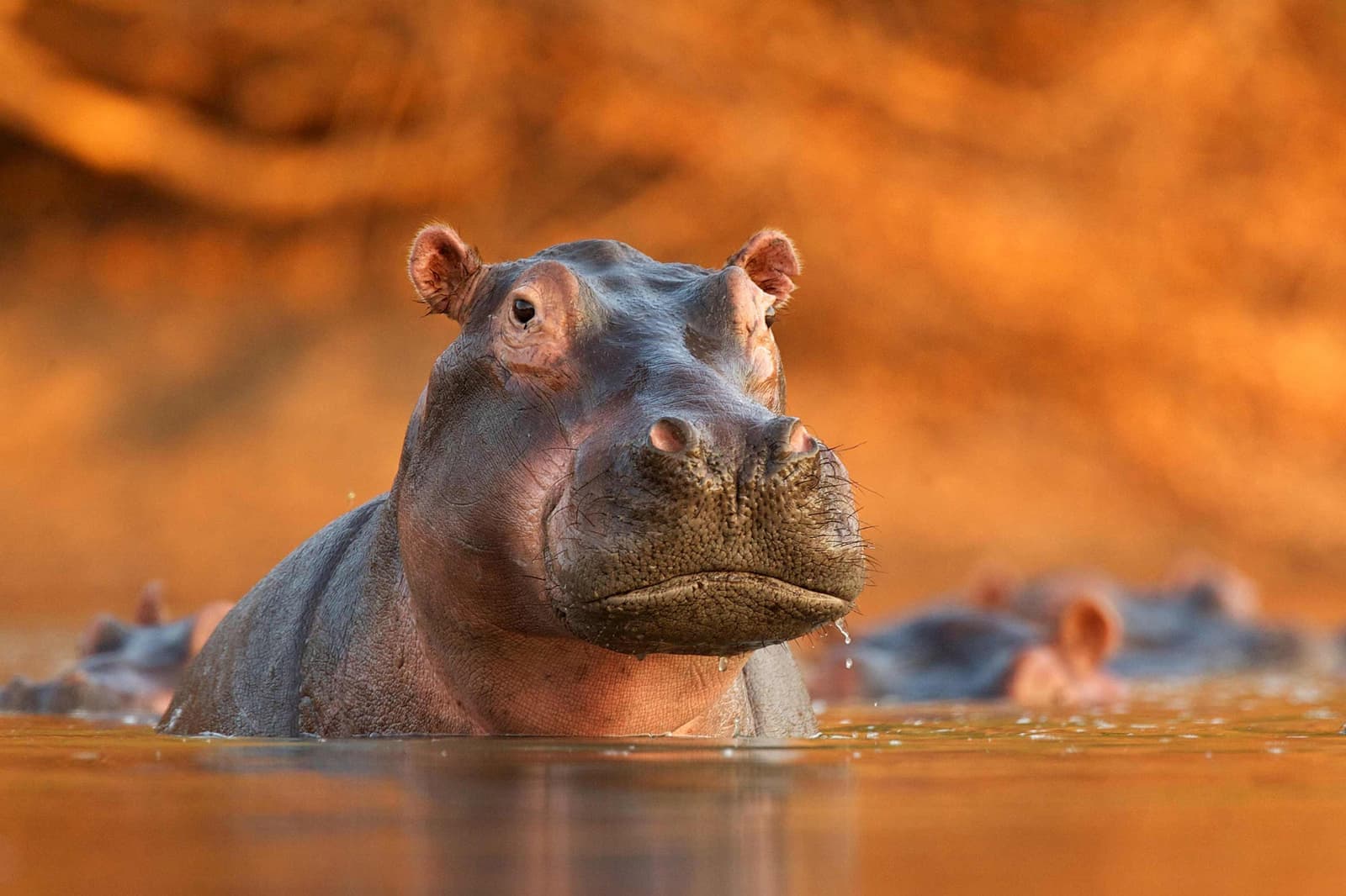 Hippopotamus surfacing in lake with orange glow, South Africa