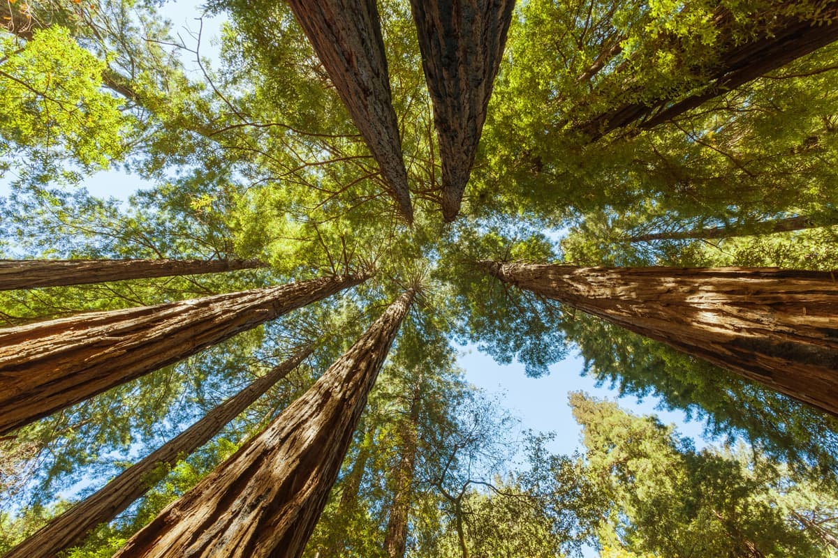Redwood forest Looking Up, Humboldt Redwoods State Park, California, USA
