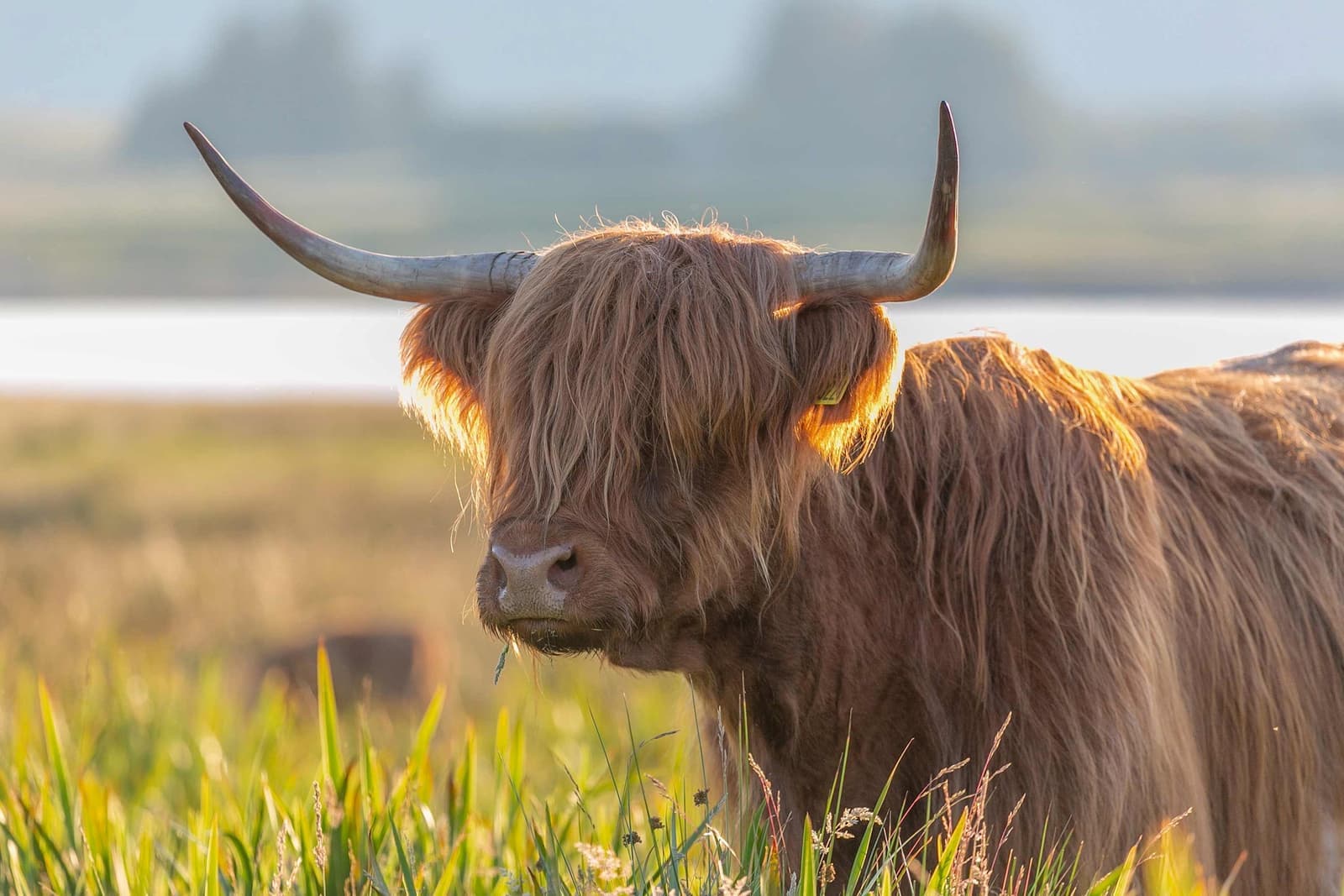 Highland cow standing in grassy field on Isle of Mull