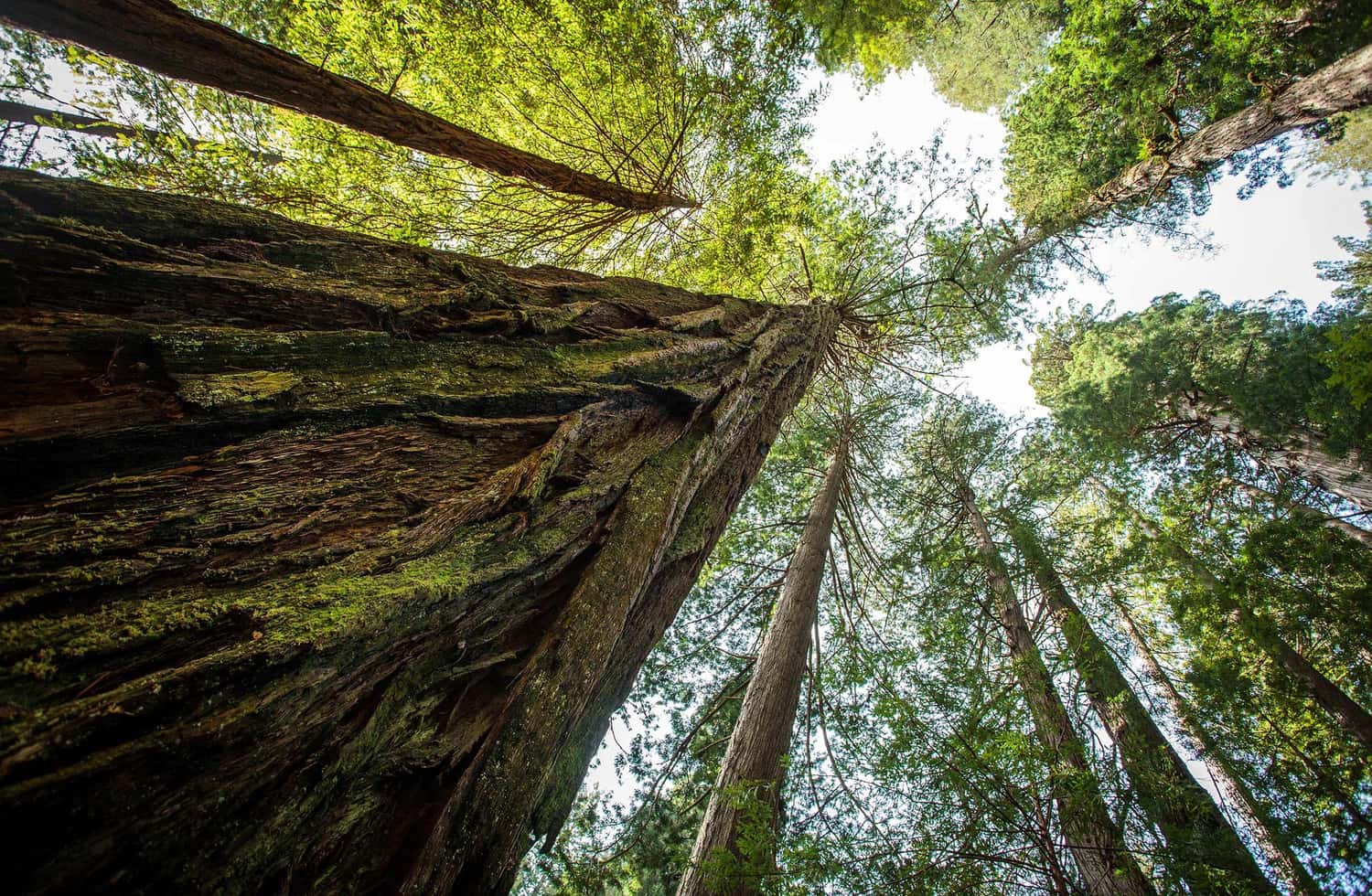 Looking up through the trees at Sequoia National Park, California, USA