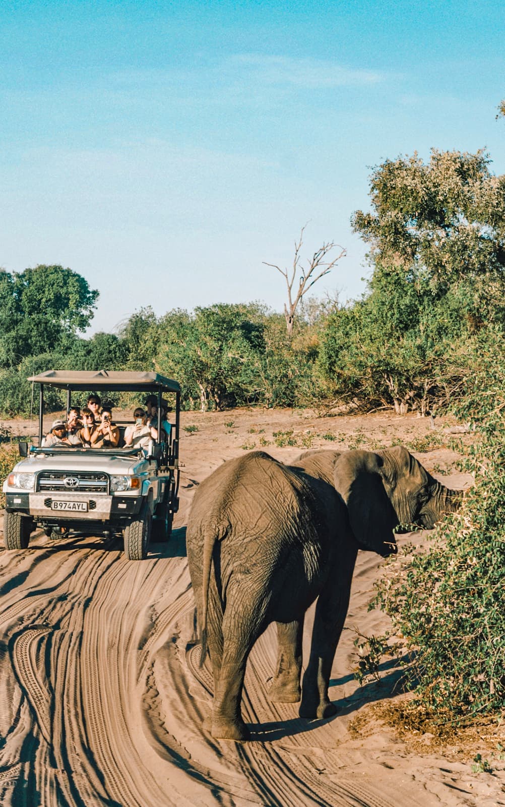 Elephants in Chobe National Park, Botswana