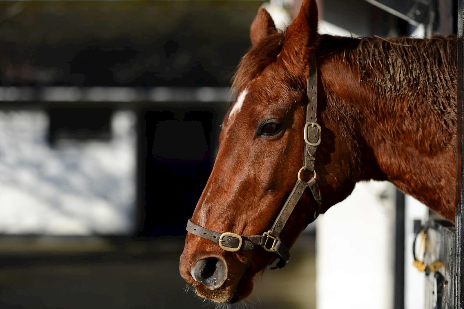 A close-up of an Irish National Stud