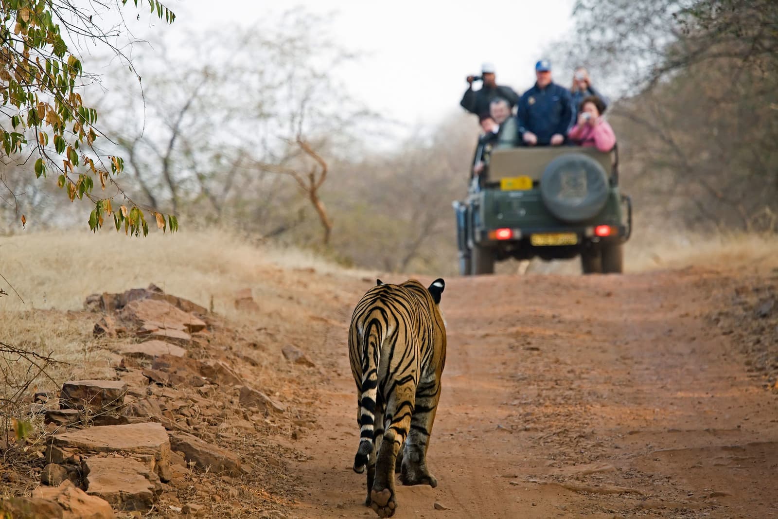 Tourists on safari spotting a tiger in Rajasthan, India