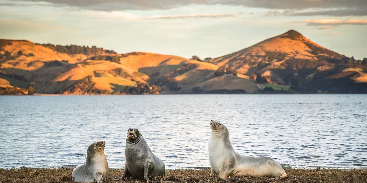 Fur Seals in Dunedin
