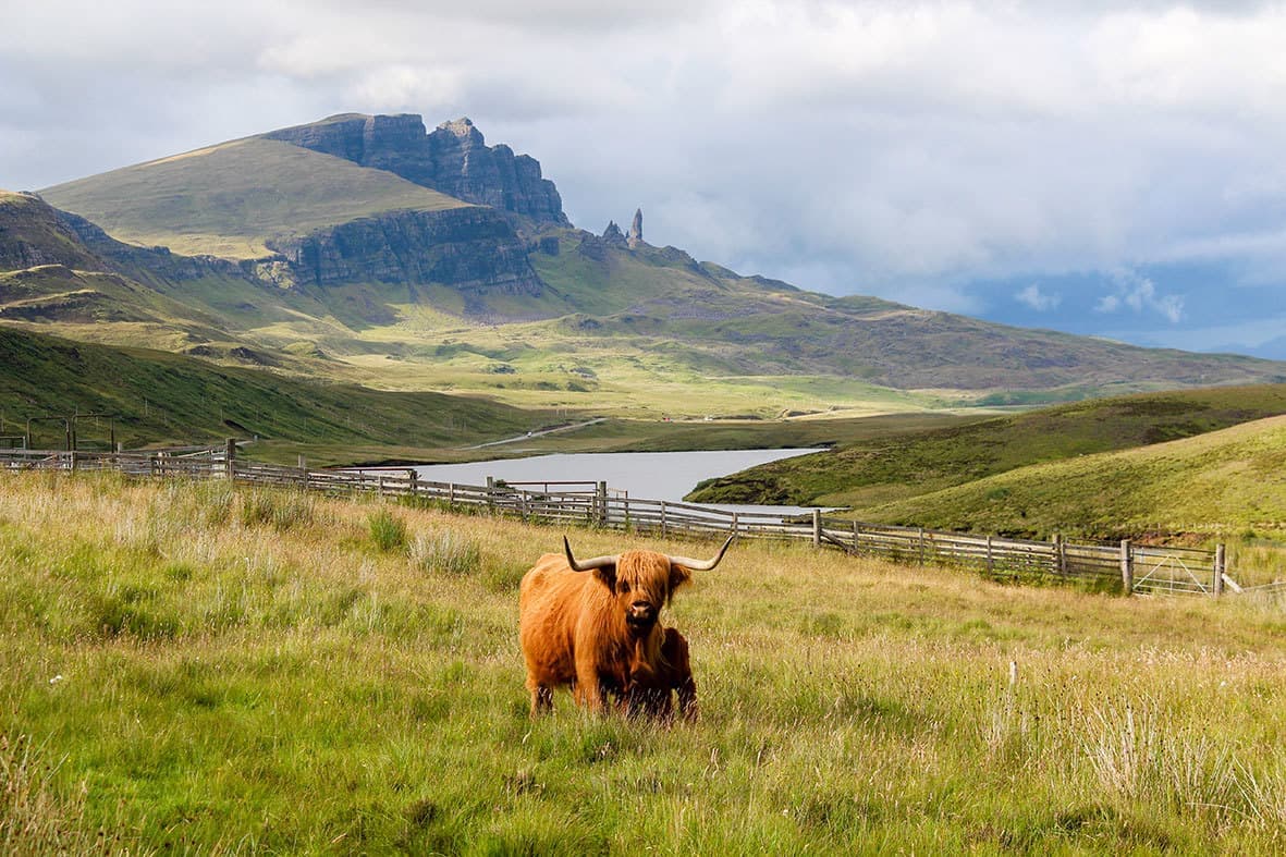 Highland Cows and the Old Man Of Storr, Isle Of Skye, Scotland