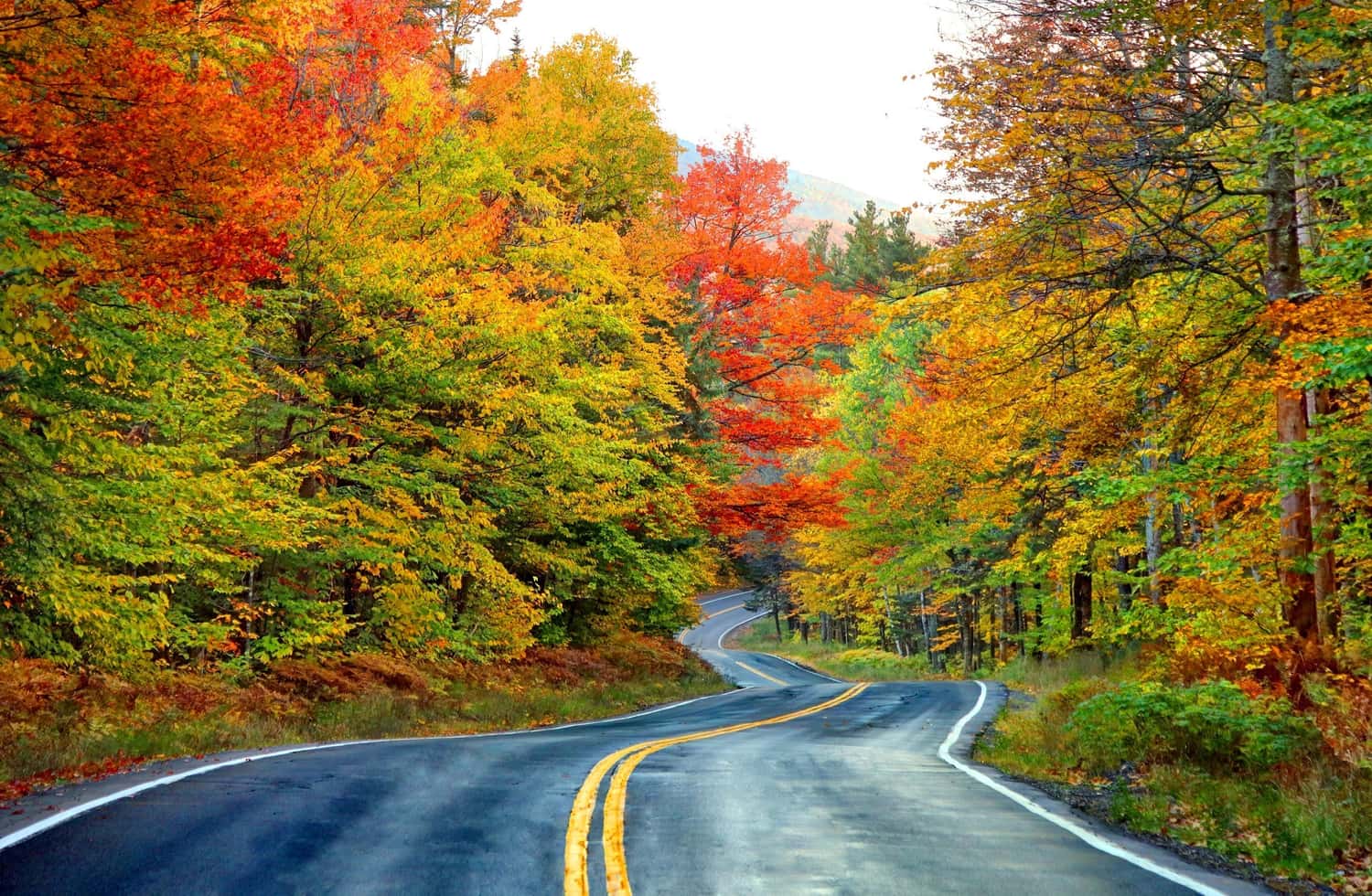 Autumn foliage along a road in White Mountain, New Hampshire, USA