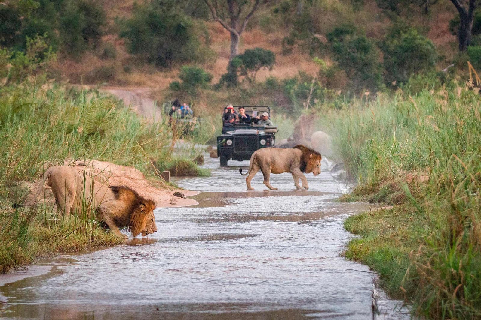 Lions walk across watery path while safari jeeps approach, Karongwe Reserve, South Africa