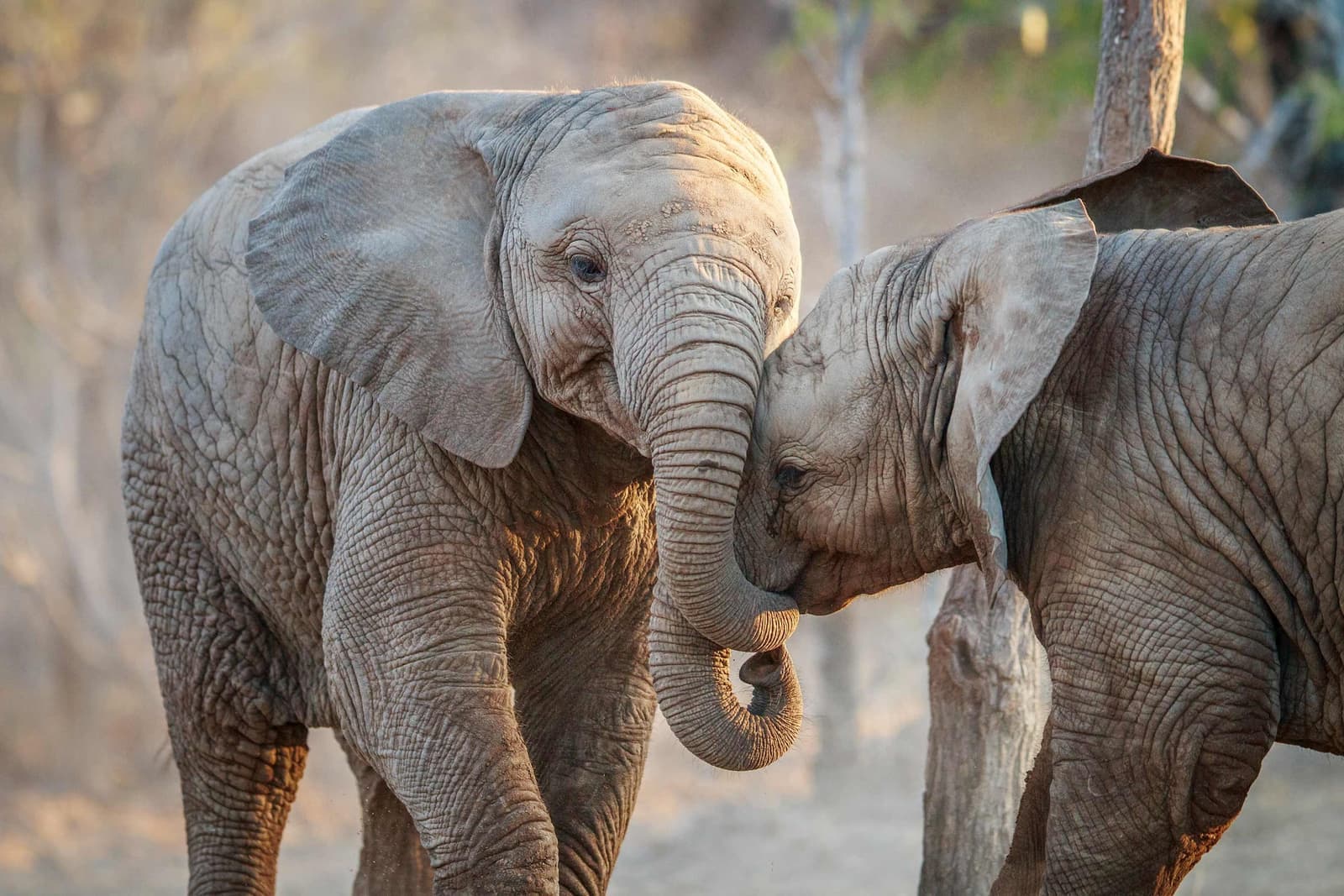Two elephants entwining trunks at Karongwe Private Game Reserve, South Africa