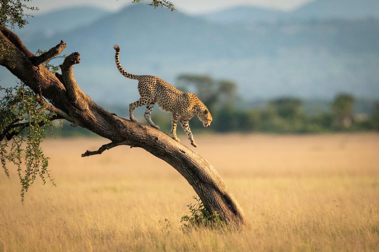 Cheetah coming down tree in Kruger National Park, South Africa