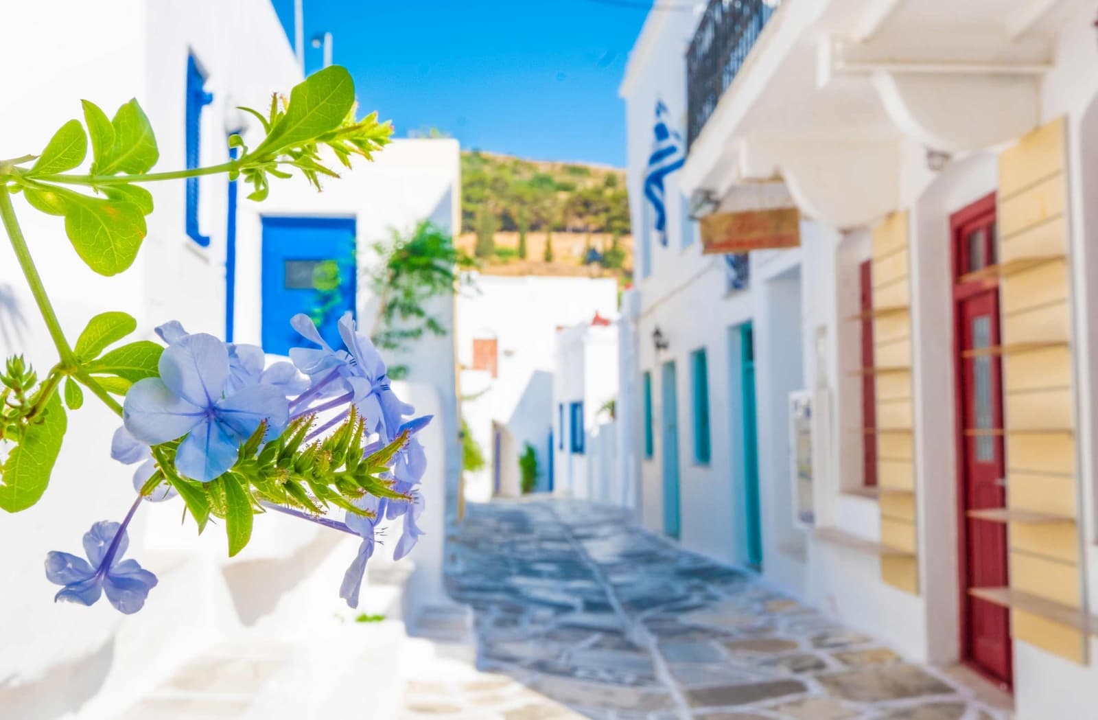 The street houses of Mykonos, Greece behind a close-up of purple flowers