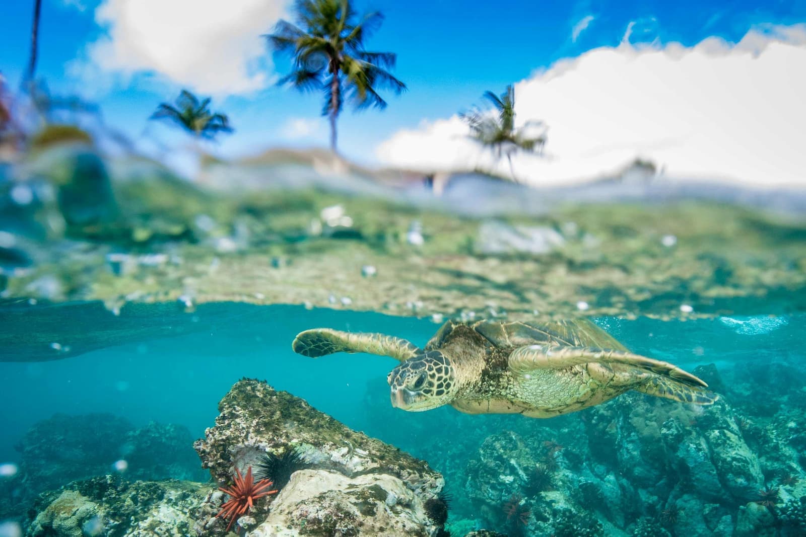 turtle-kaanapali-beach-hawaii