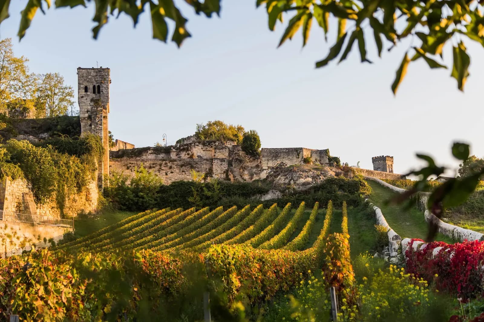 A vineyard beside the medieval stone ramparts of Saint-Émilion, France.