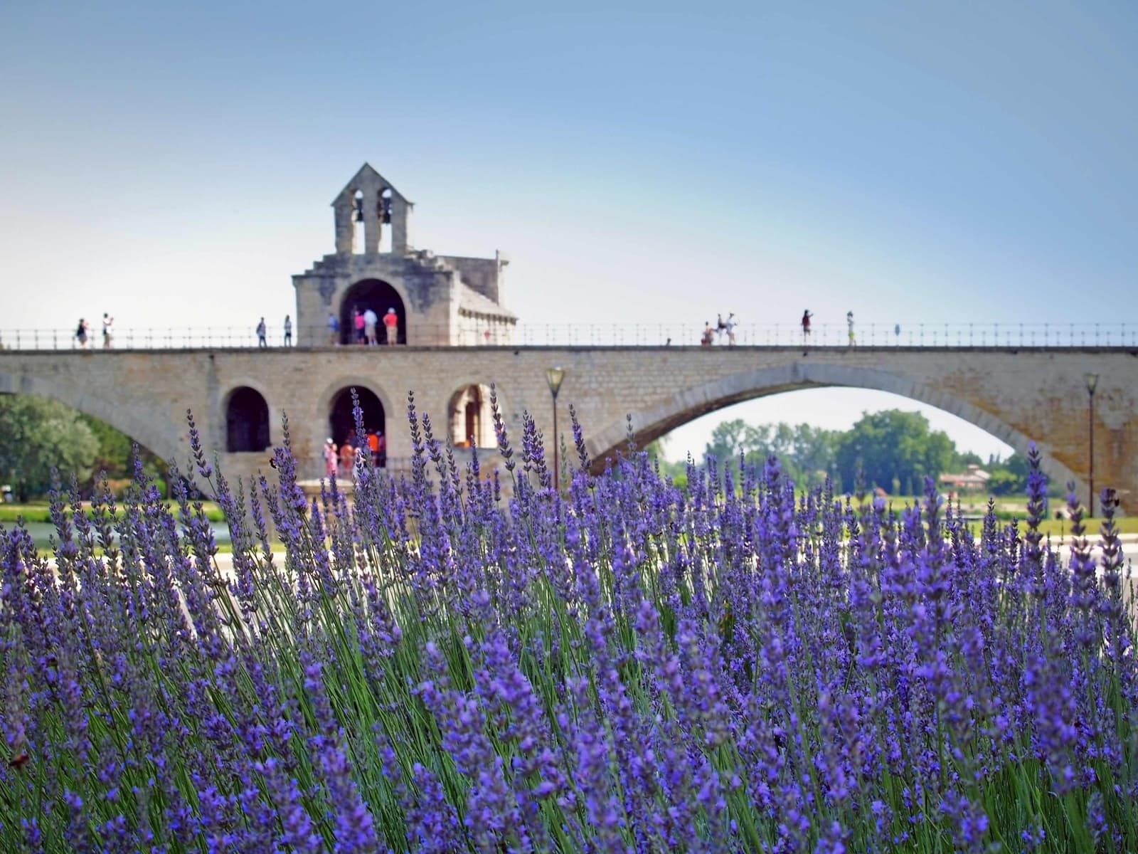 Pont Saint-Bénézet with lavender flowers in Avignon, France