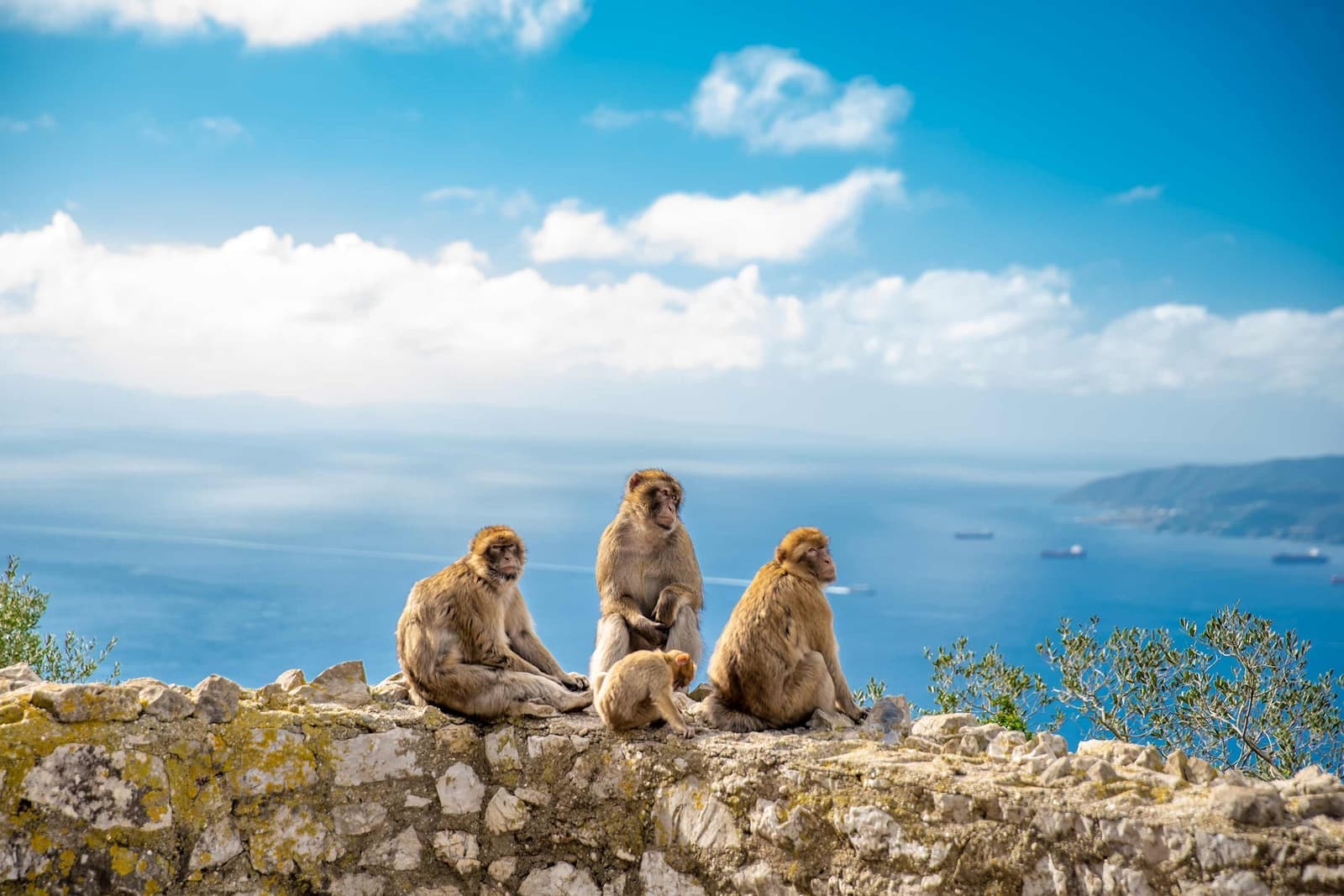 Group of monkeys sitting on stone wall overlooking calm blue sea in Gibraltar, Spain