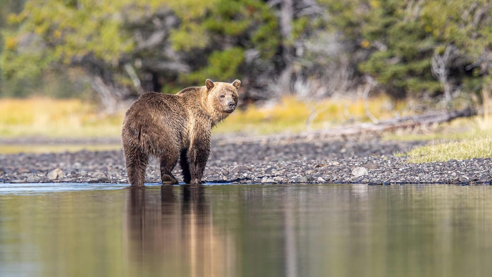 Grizzly Bear in Sun Peaks, British Columbia, Canada