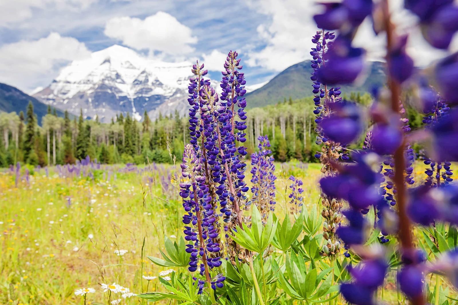 Wildflowers in Mount Robson, British Columbia, Canada