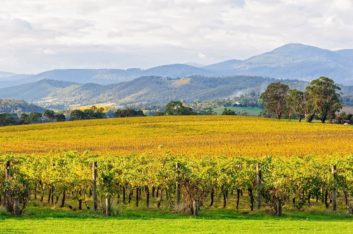 Yarra Valley Vineyard, Melbourne, Australia