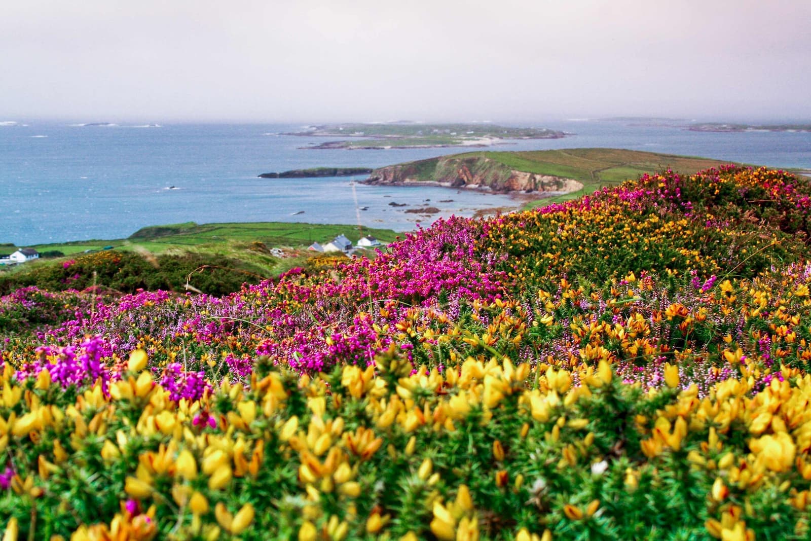A scenic view of the Heather Furze Bushes in Connemara, Ireland