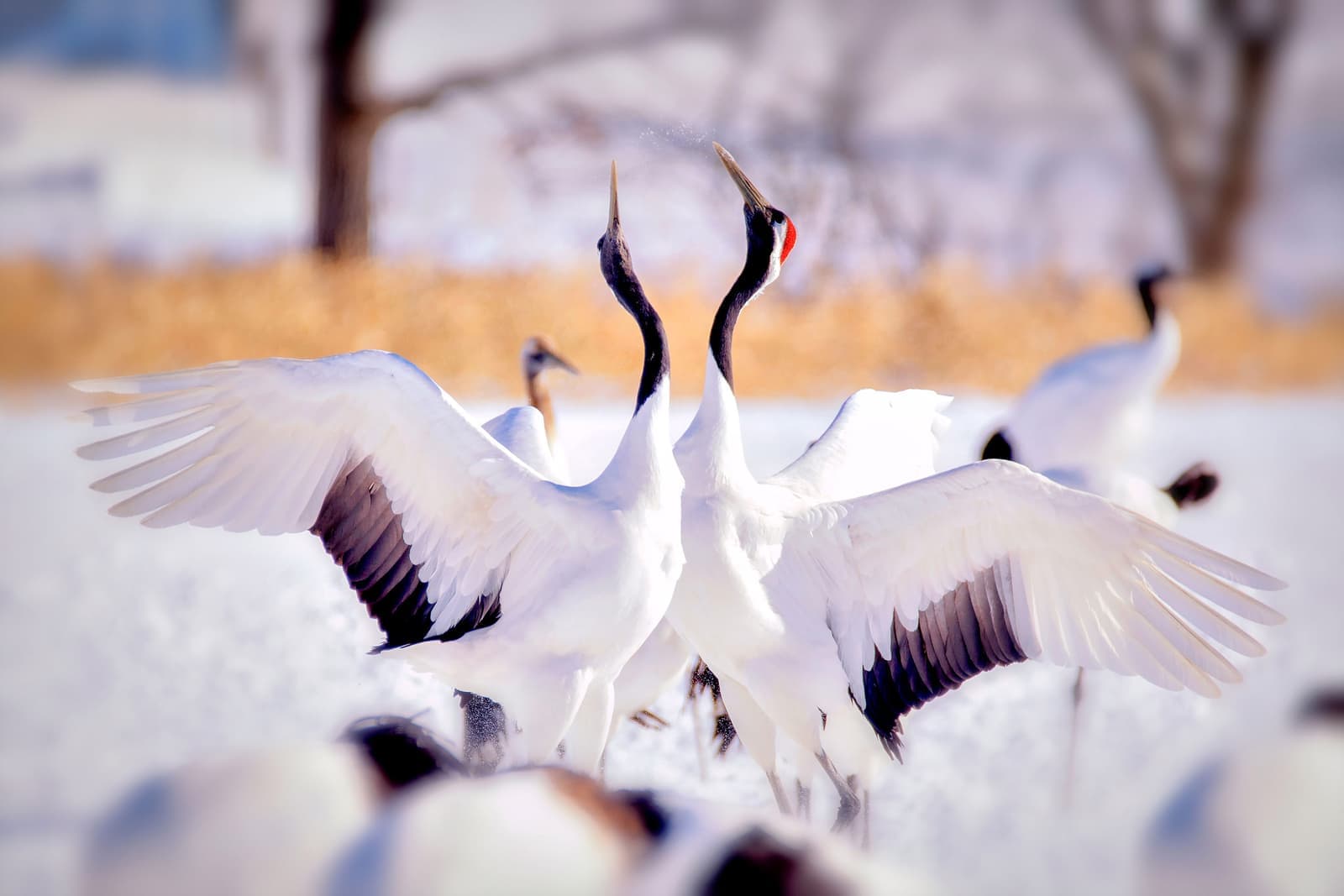 Japanese Cranes Dancing on the snow, Sapporo, Hokkaido, Japan