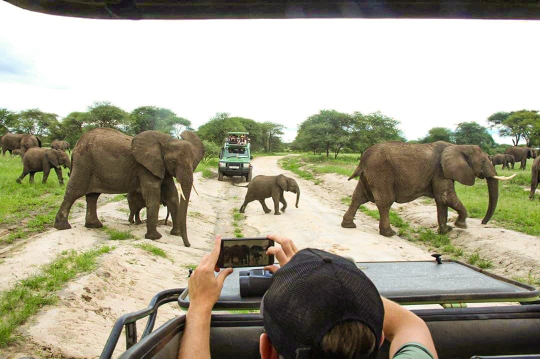 Wildlife in Tarangire National Park, Kenya