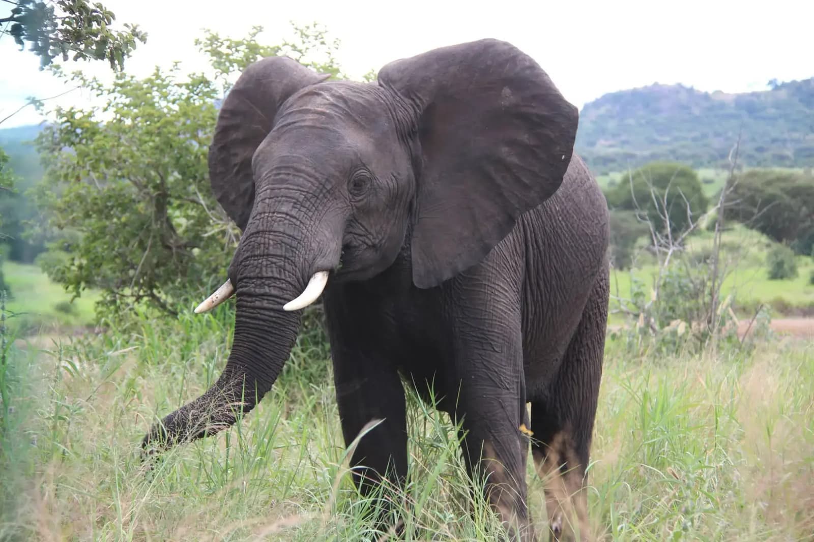 Tarangire Tanzania