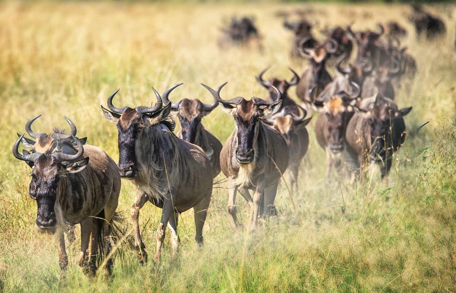 A group of wildebeests in Serengeti National Park
