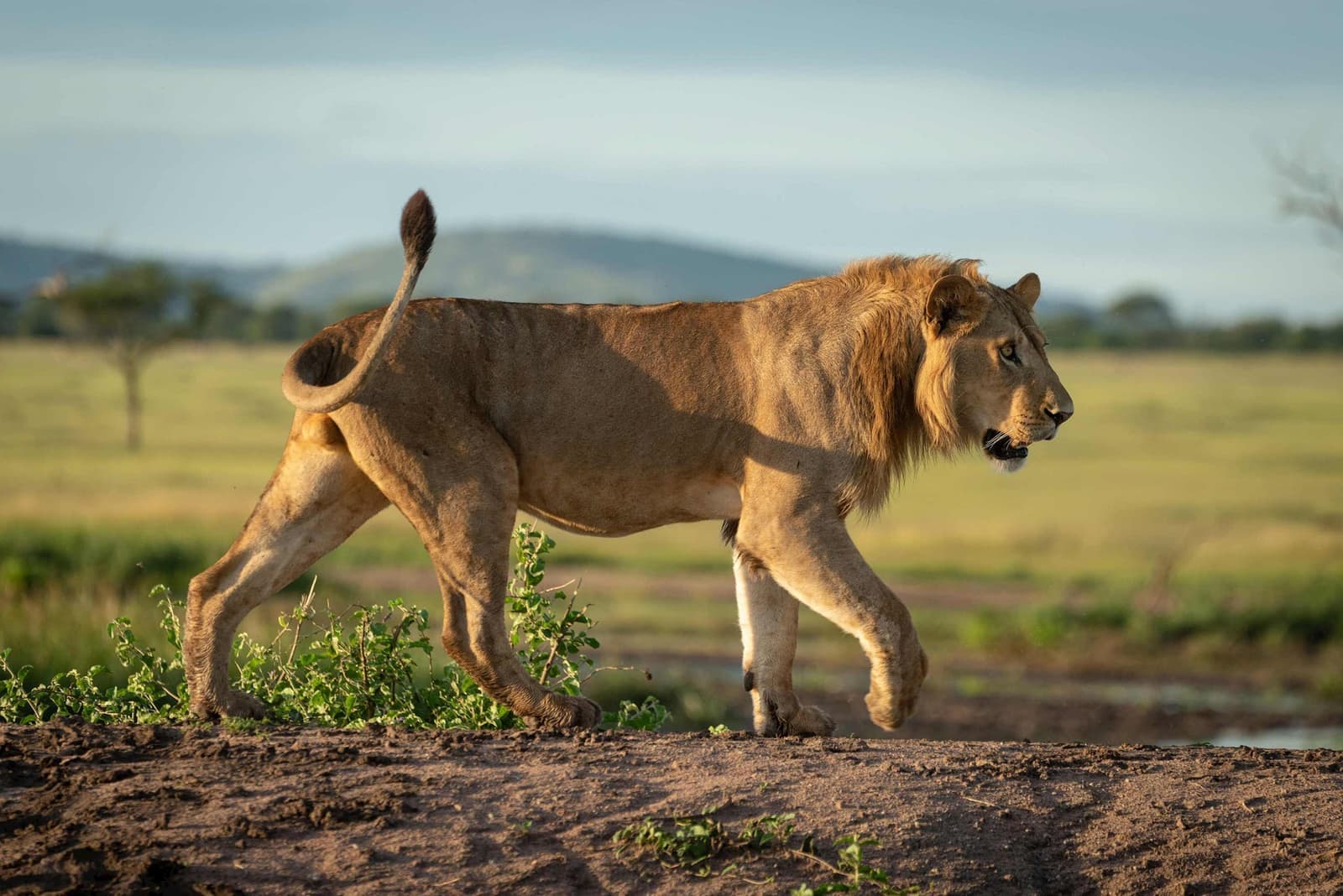 A lion walking in Serengeti National Park in Tanzania