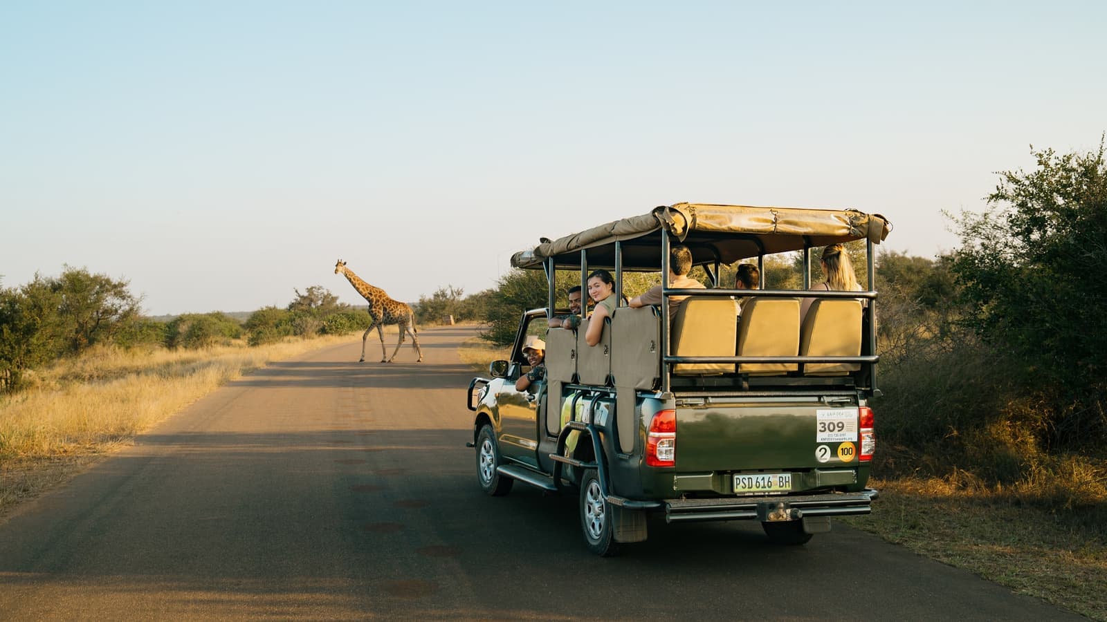 Traveller Looking from Back of Safari Vehicle as a Giraffe Walks across the Road, Kruger National Park, South Africa