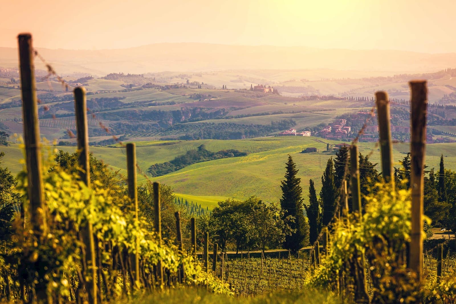 A vineyard in the Emilia-Romagna region of Italy