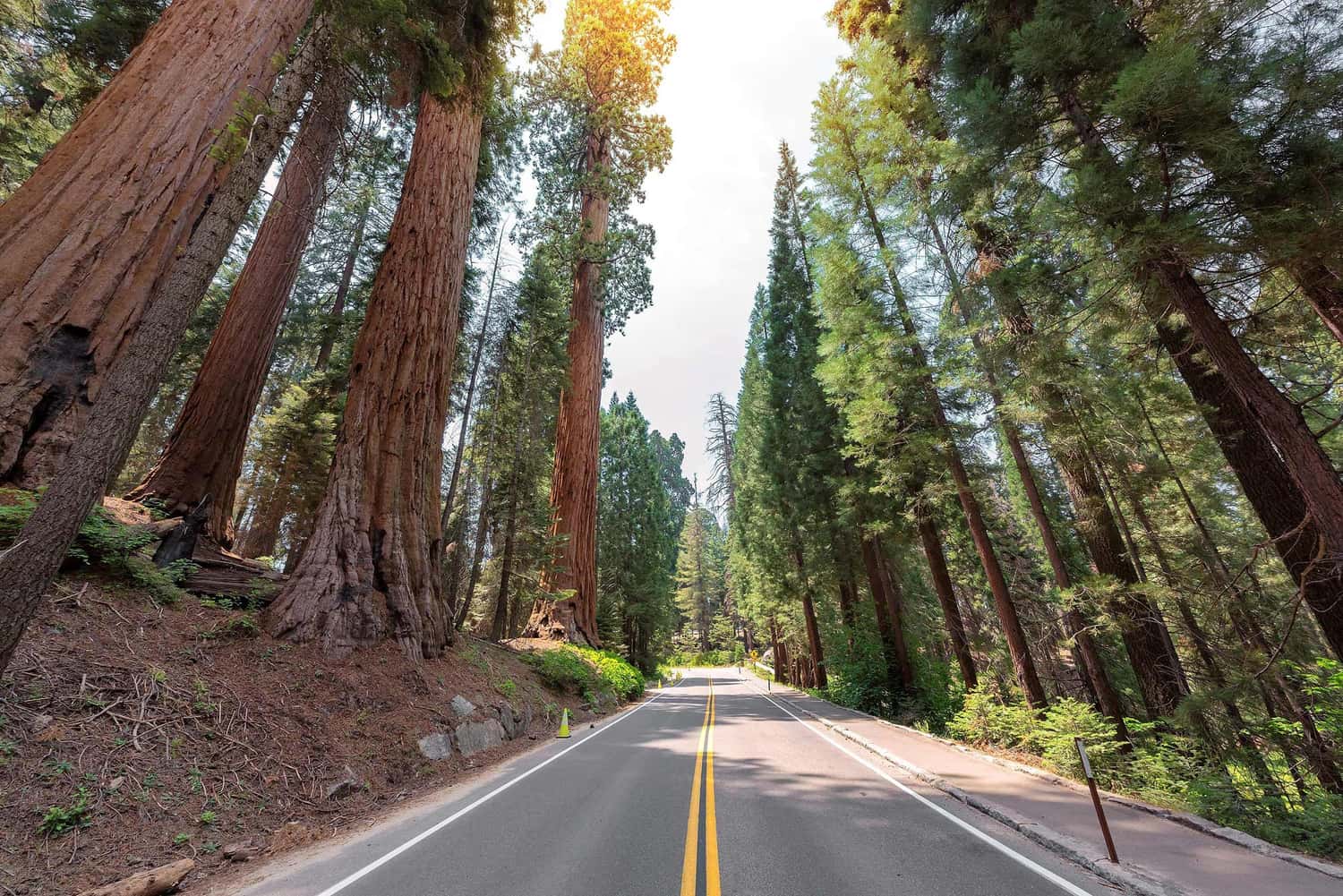 Roadway through Sequoia National Park in Redwood, California, USA