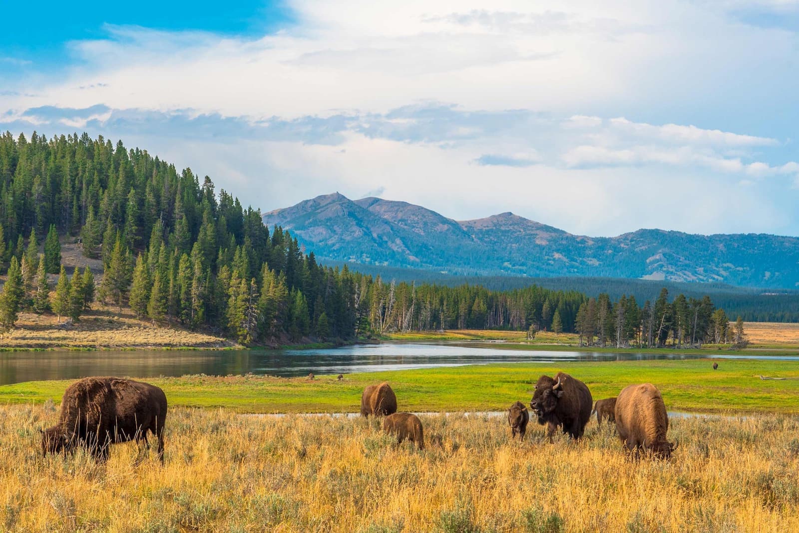Scenic view of buffalos in Jackson, USA