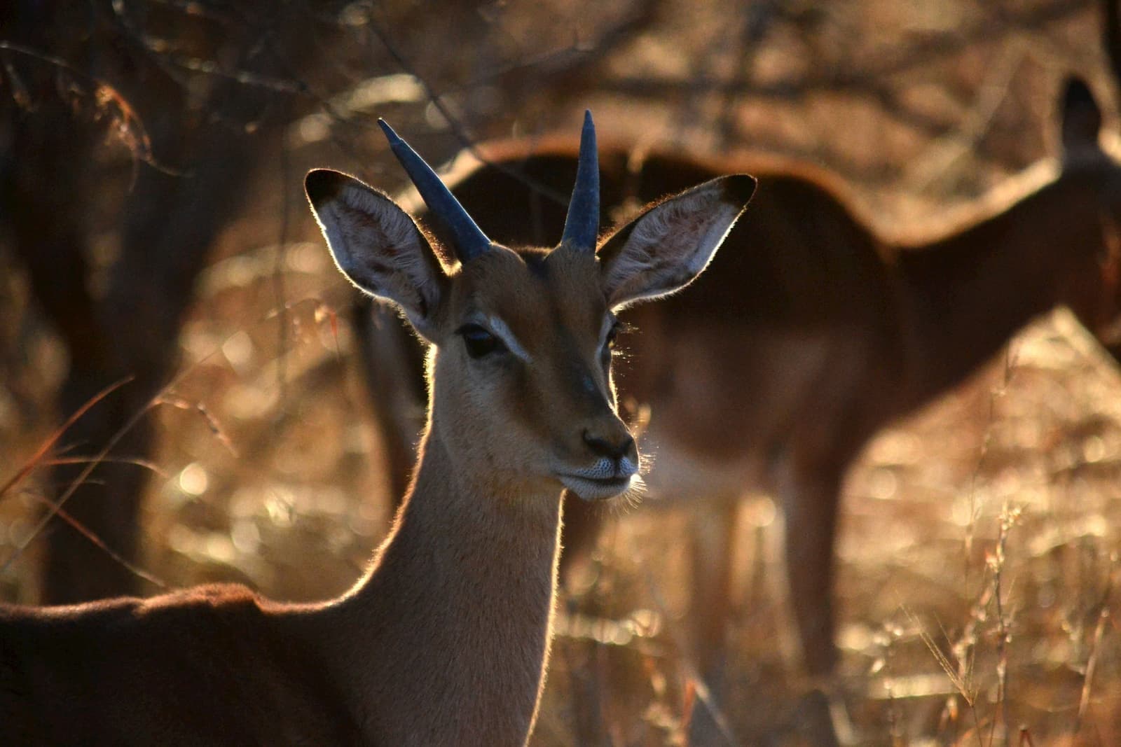Safari, Kruger National Park, South Africa