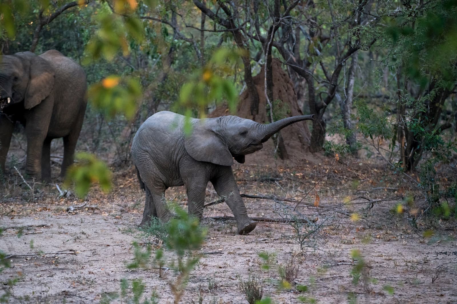 Elephant, Kruger National Park, South Africa