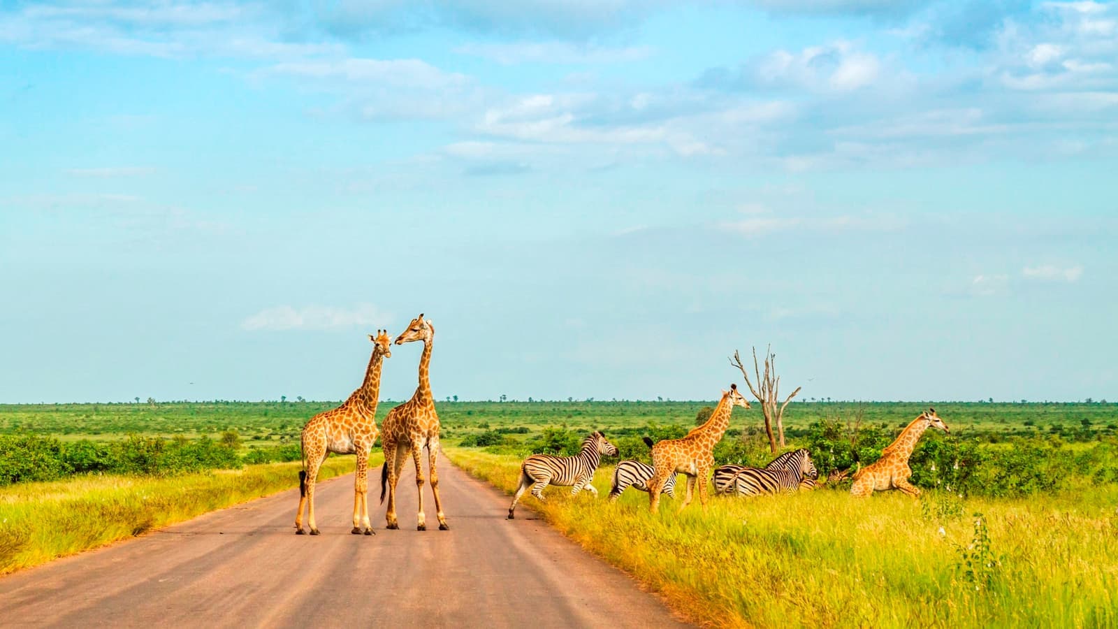 Giraffe's in Kruger National Park, South Africa