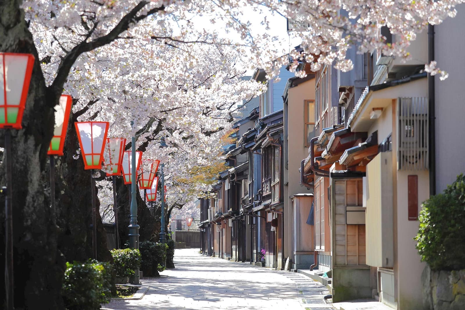 Cherry blossoms by traditional teahouse on historic Higashiyama street, Kanazawa, Japan