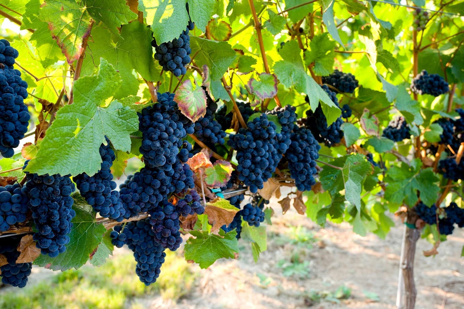 Close-up of ripe dark purple grapes hanging on green vine
