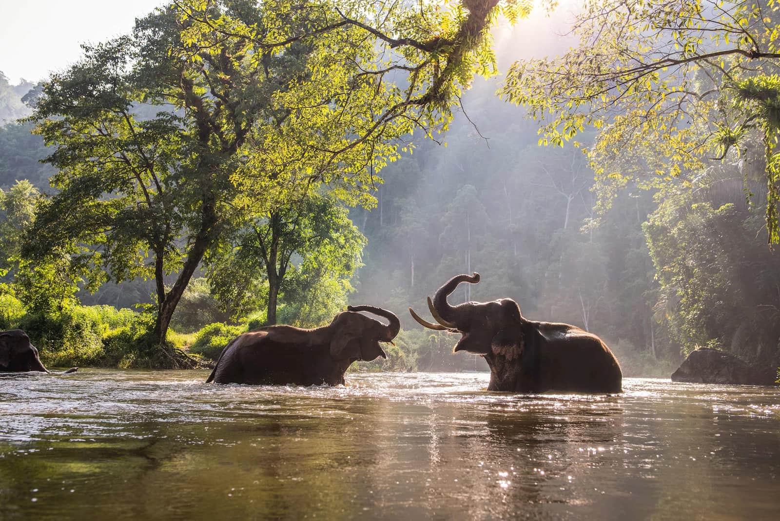 Two elephants standing in shallow river under green trees, Chiang Mai, Thailand