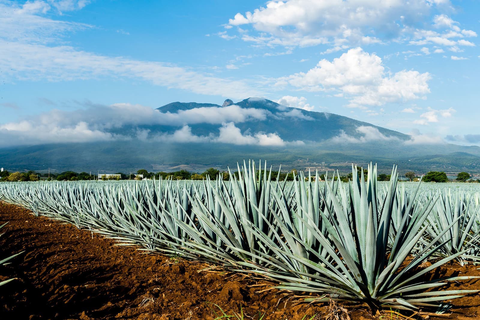 Field Blue Agave, Jalisco, Mexico