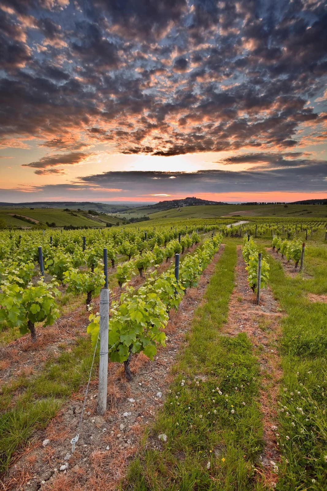 The fields of Loire Valley in France