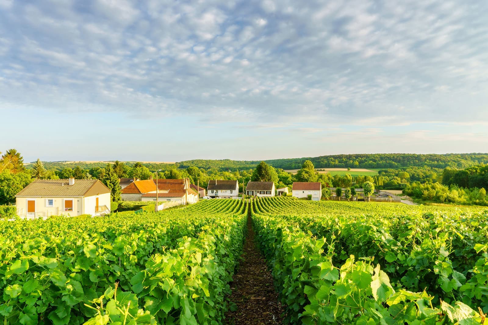 Vineyard rows in Montagne de Reims with village and forested hills