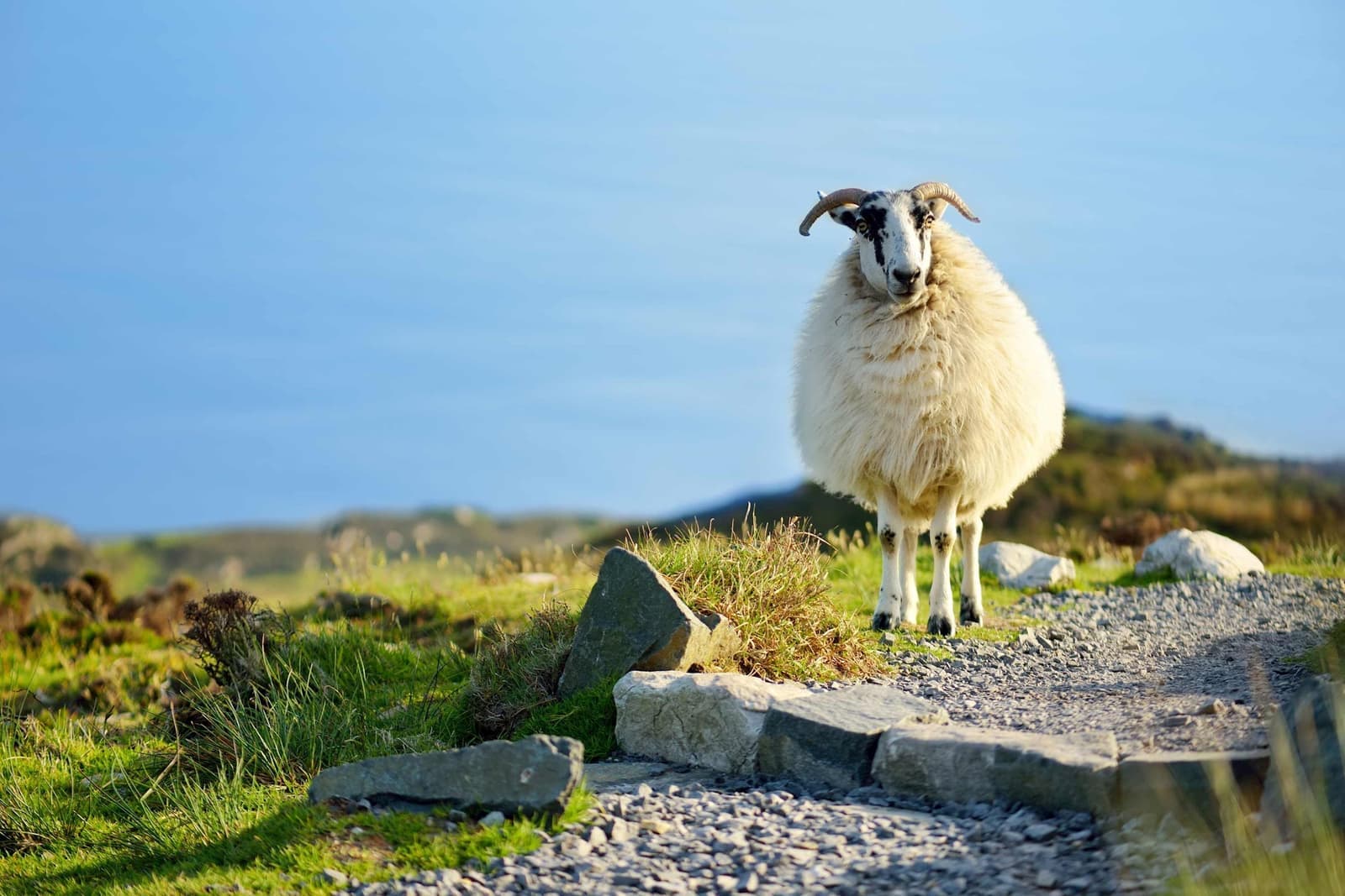 Sheep at Ring of Kerry, Ireland