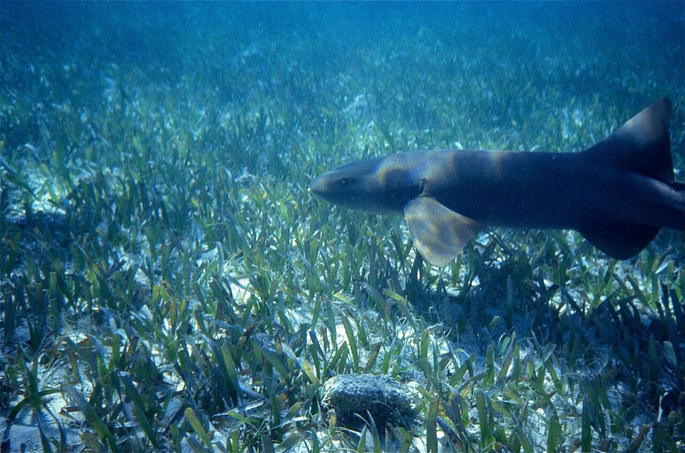 Shark Ray Alley