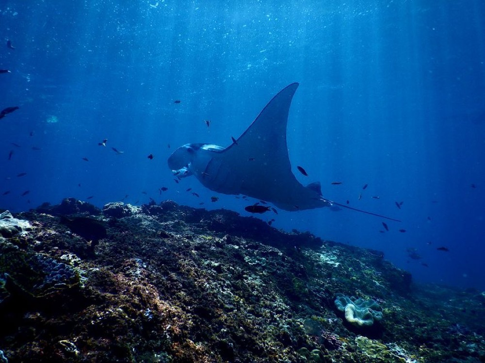 Manta ray night snorkel