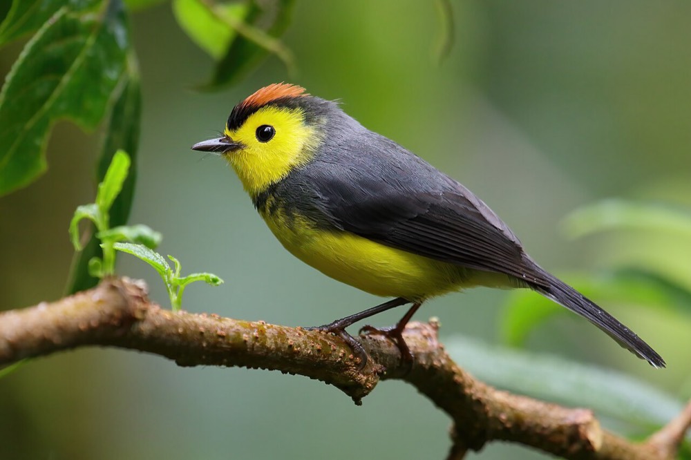 Monteverde Cloud Forest Reserve