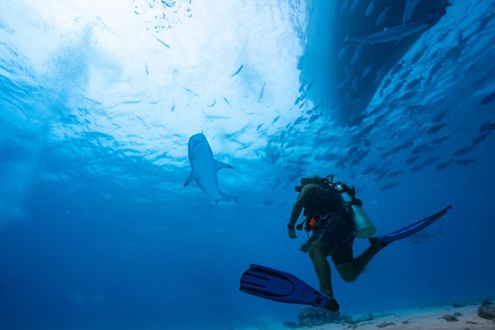 Shark diving in Beqa Lagoon